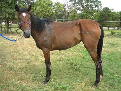 Sassafras